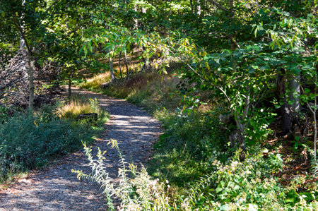 Landscape view of a hiking trail in the woods on a sunny dayの写真素材