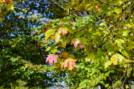 Autumn maple leaves on the tree in the park. Autumn backgroundの写真素材