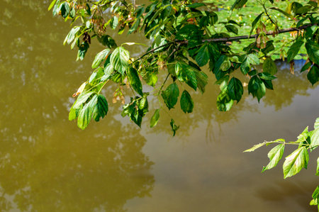 Green leaves on the tree in the river. Natural background with copy space.の写真素材