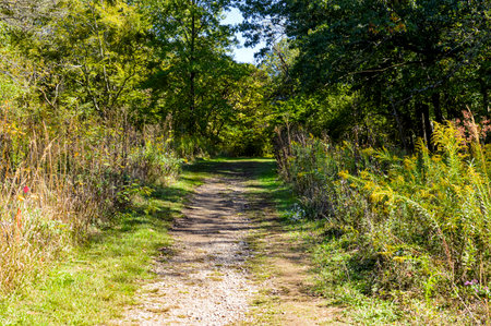 Path in the woods with grass and trees in the foreground, in summerの写真素材