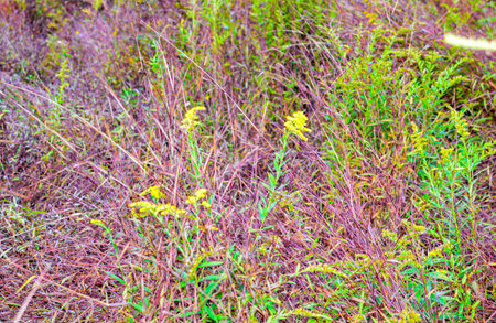 autumn meadow with dry grass and yellow wildflowers.の写真素材
