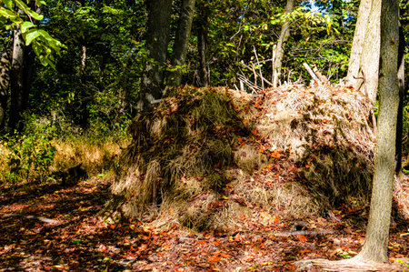Fallen trees in the forest. Fallen leaves in the forest.の写真素材