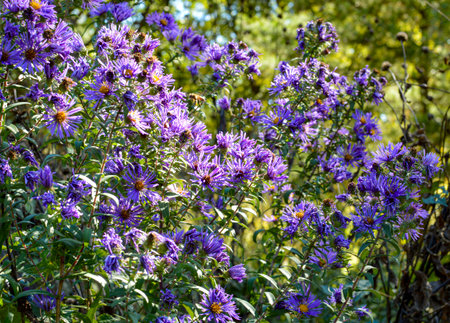 purple flowers in a garden in autumn, note shallow depth of fieldの写真素材