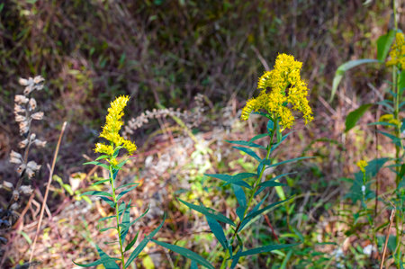 Solidago gigantea, commonly known as goldenrod, is a species of flowering plant in the family Asteraceae.の写真素材