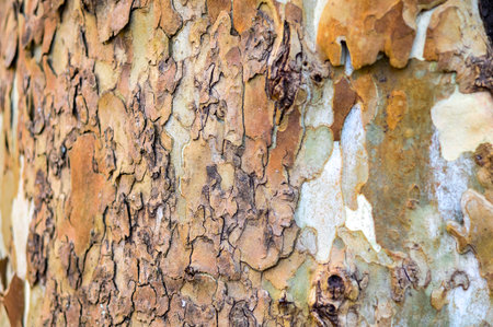 Bark of eucalyptus tree background, Thailand.の写真素材