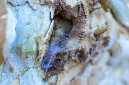 Spider web on the bark of an eucalyptus treeの写真素材