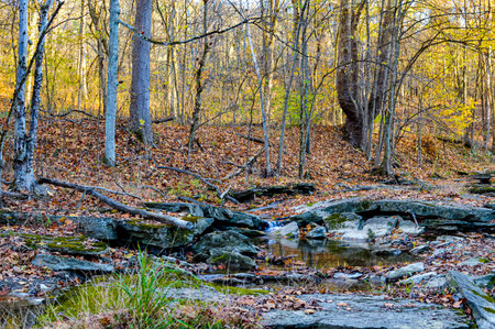Autumn Landscape of a river flowing through a forest in the woodsの写真素材