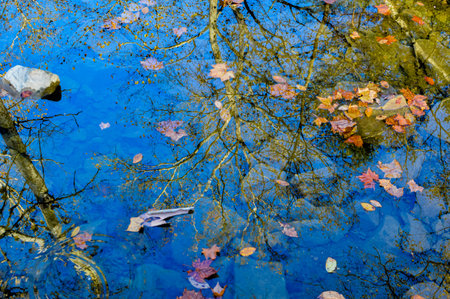 Fallen leaves on the surface of the water. Autumn landscape.