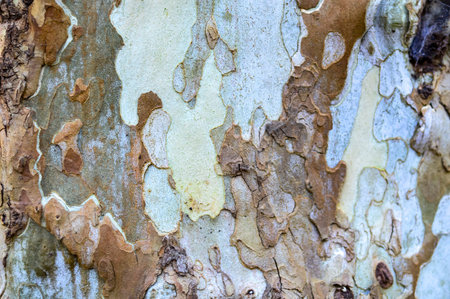 Eucalyptus tree bark texture, closeup of photo