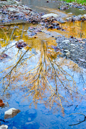 Reflection of tree branches in a puddle of water. Autumn landscape.の写真素材