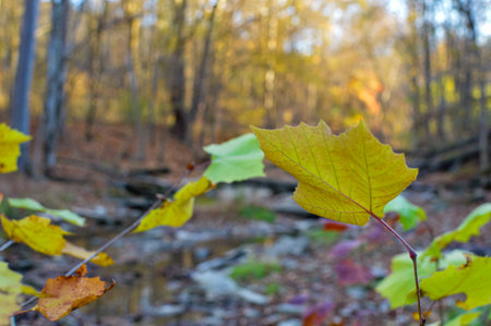 Autumn leaves in the forest on a sunny day, shallow depth of fieldの写真素材
