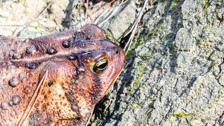 Macro Shot of Brown Toad Resting Beside Tree Barkの写真素材