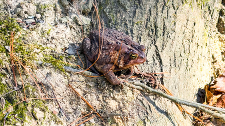 Brown Toad Resting on Forest Ground Beside Tree Rootsの写真素材