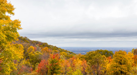 Autumn landscape with colorful trees in the forest and cloudy sky.の写真素材