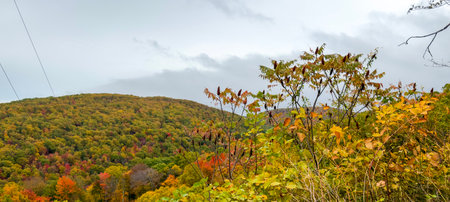 Panoramic view of the autumn forest on the hillside.の写真素材