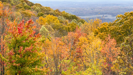 Autumn landscape with colorful trees in the forest. View from above.の写真素材