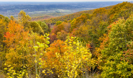 View of the autumn forest from the top of the mountain. Autumn landscape.の写真素材