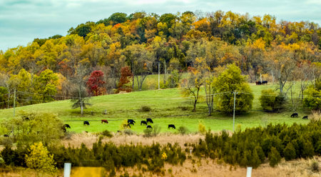Cows grazing on a green meadow in the fall season.の写真素材
