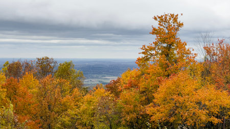 Autumn landscape with colorful trees in the forest and cloudy sky.