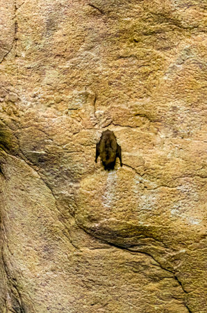 Bat Resting on Cave Wall in Natural Stone Environmentの写真素材