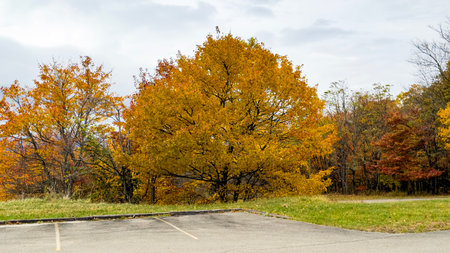 Autumn landscape with colorful trees and road in the park. Beautiful fall scenery.の写真素材