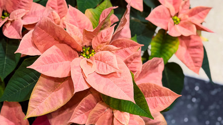 Poinsettia, Christmas Star, Euphorbia pulcherrimaの写真素材