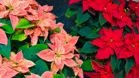 Poinsettia, Christmas star, Euphorbia pulcherrimaの写真素材