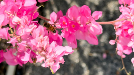 Bee on a pink bougainvillea flower in the gardenの写真素材