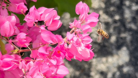 Honey bee collecting pollen from pink bougainvillea flowersの写真素材
