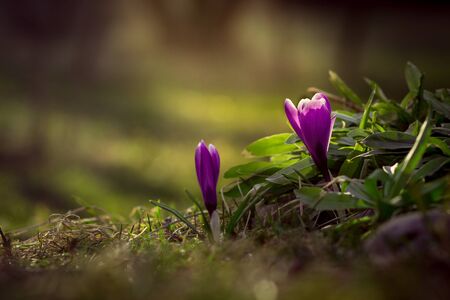spring crocus in the gardenの写真素材