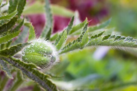 unopened poppy bud in dewの写真素材