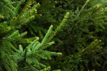 Fir branch on a green Christmas backgroundの写真素材