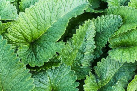 leaves are photographed from above, looks like a solid green backgroundの写真素材