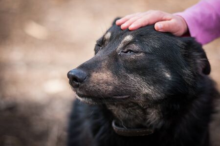 childs hand stroking a street dogの写真素材