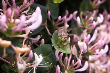 blooming pink honeysuckle on a background of green leavesの写真素材