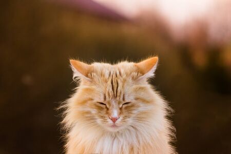 Red cat looking like a fox-cub has caught zen or just asleep on the feet..の写真素材