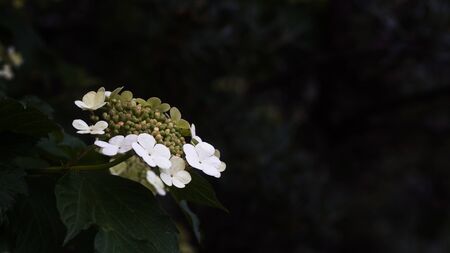 Viburnum flower closeup on a blurry dark background.selective focusの写真素材
