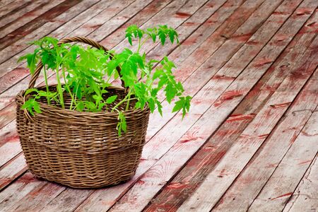 Wicker basket with tomato seedlings close-up on wooden flooringの写真素材