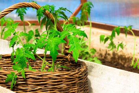 Wicker basket with tomatoes close-up in a greenhouseの写真素材