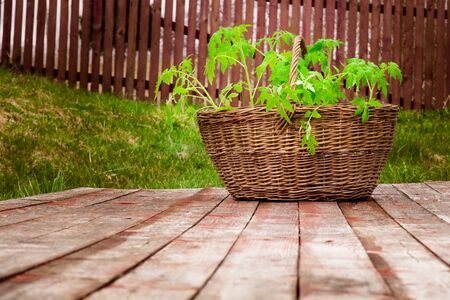 Wicker basket with tomato seedlings close-up on wooden flooringの写真素材