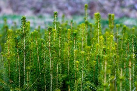 spruce plantation with blurry backgroundの写真素材