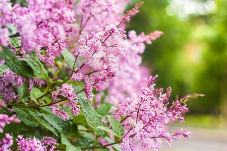 flowering branch of persian lilacの写真素材
