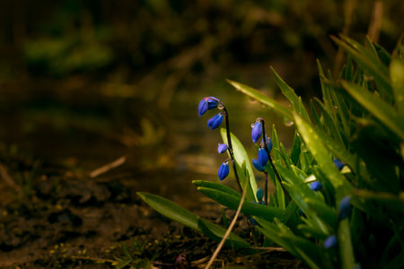 bluebell on a dark blurry background under rain