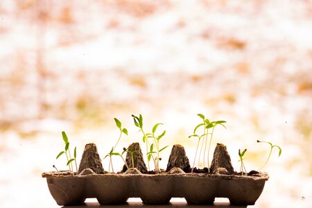 seedlings tomato in an egg boxの写真素材