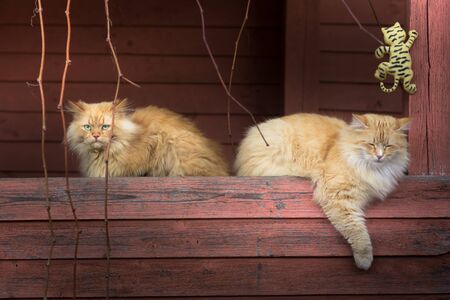 two cats are sitting on the porch. Waiting for foodの写真素材