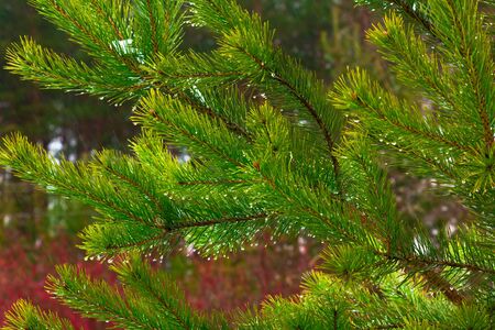 pine branches on the background of pinesの写真素材