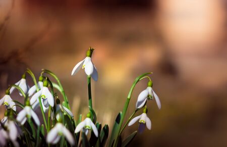 snowdrops on a blurry background in spring afternoonの写真素材