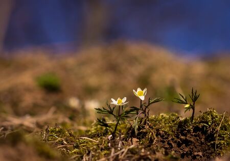 funny spring flowers on a blurry background on a sunny dayの写真素材