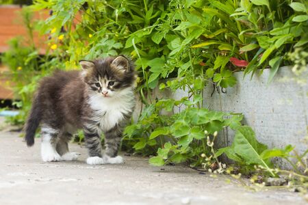 fluffy kitten stands on a background of green plantsの写真素材