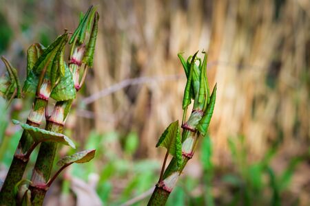 a plant that looks like bamboo, Polygonum sachalinenseの写真素材